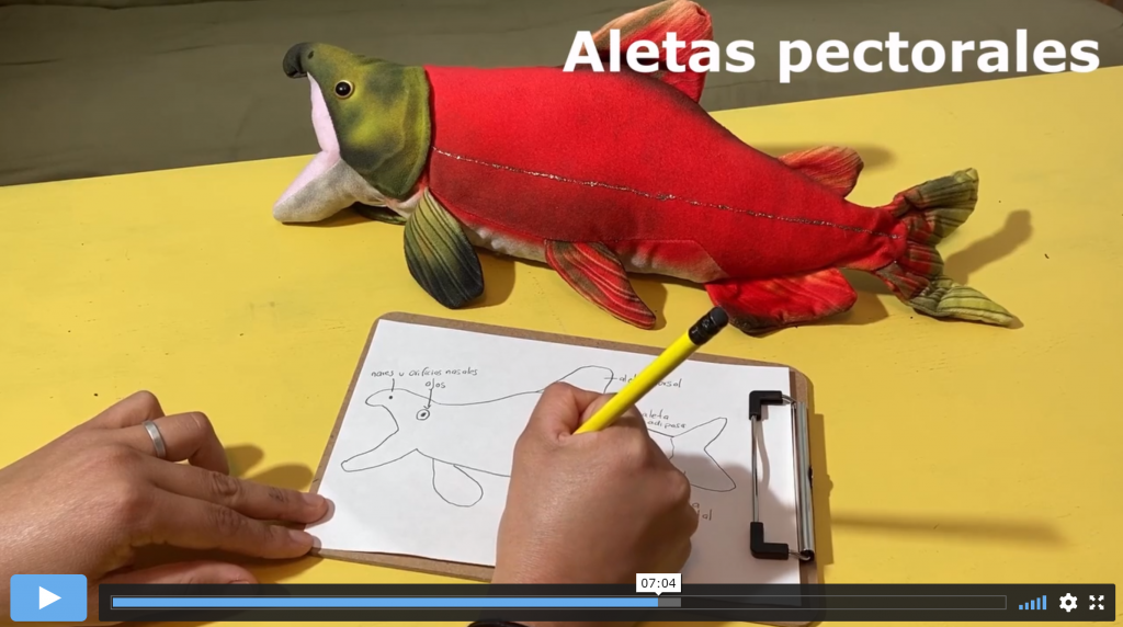 A still from a video of a person drawing a salmon, showing the cloth stuffed salmon being used as a reference. Also in the picture are the hands drawing a salmon on a small clipboard. On top of the image is the text "Aletas pectorales".