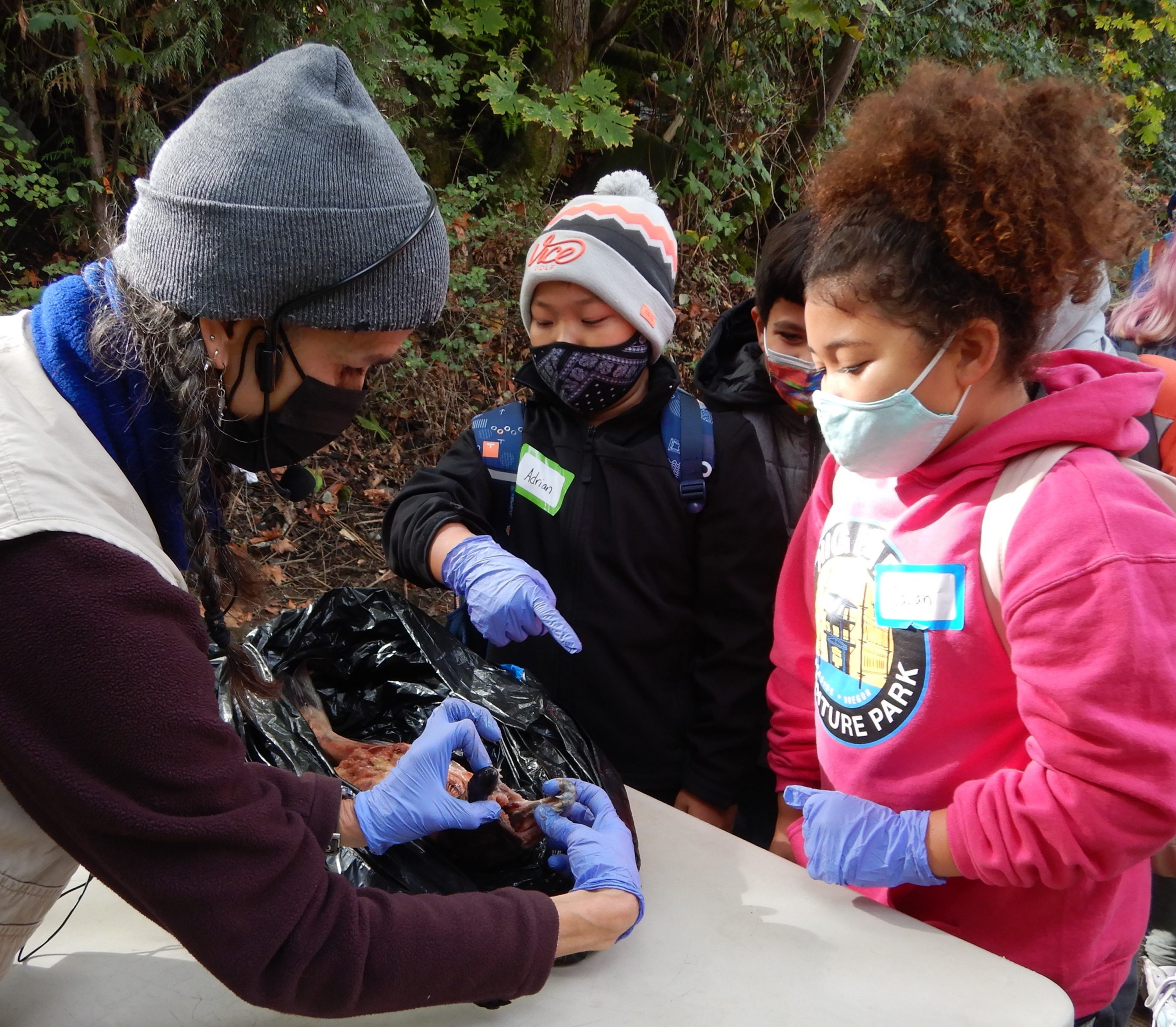 This image shows a typical naturalist interaction with a student. Naturalist Robin shows the mouth of a salmon carcass to a student. Robin has her hair in two braids, and wears a gray beanie and a black face mask. The student has curly brown hair, and is wearing a pink sweatshirt and a white face mask.